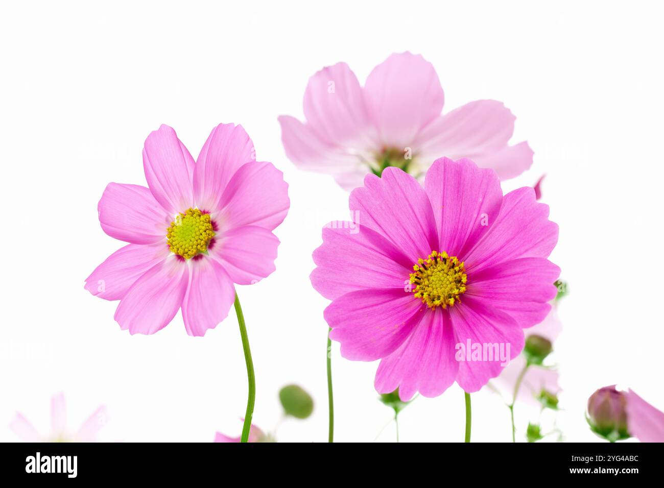 Cosmos flower photography hi-res stock photography and images - Alamy