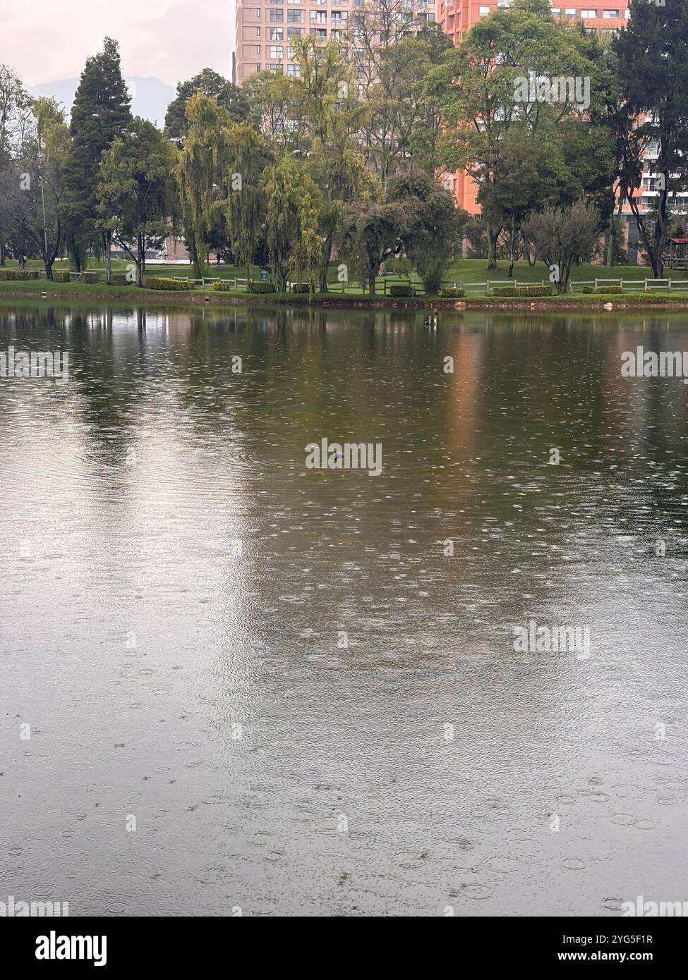 A serene lake with reflections of trees and sky, capturing a perfect moment of natural tranquility - Smartphone Captured Stock Image