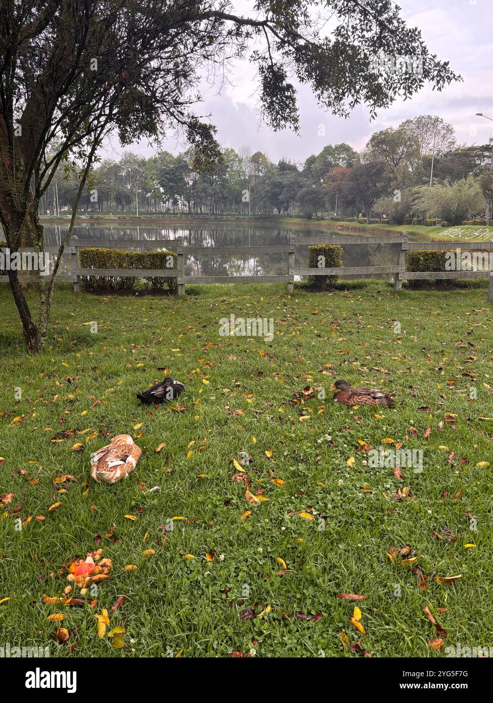 A peaceful lakeside park with benches and lush grass, perfect for relaxing and enjoying nature. - Smartphone Captured Stock Image