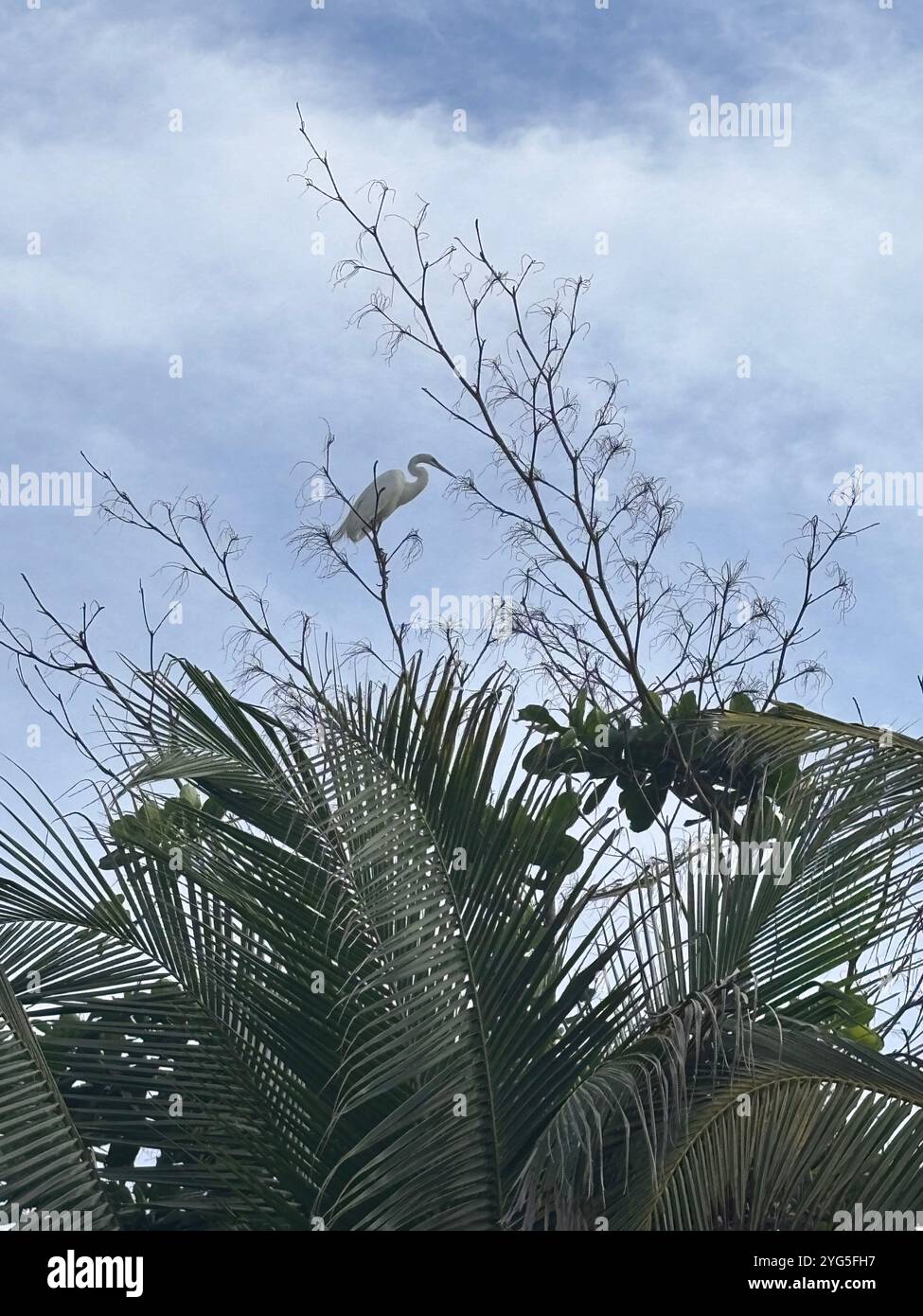 A graceful heron perched high on a branch, blending with the peaceful surroundings of nature - Smartphone Captured Stock Image