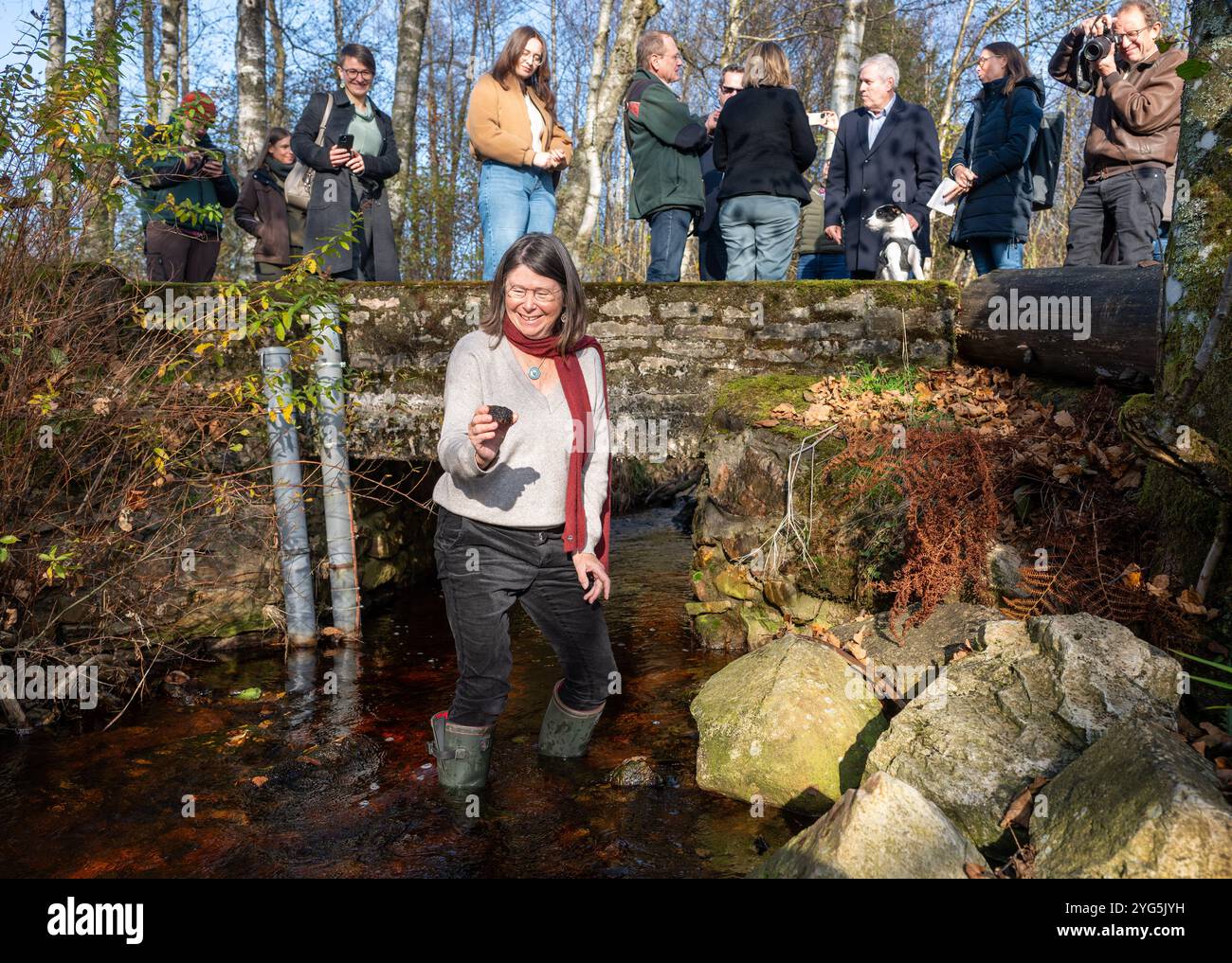 Hilscheid, Germany. 06th Nov, 2024. Ulrike Höfken (Greens), former Environment Minister of Rhineland-Palatinate, presents a recently discovered species of red algae called Hoefkenia hunsrueckensis standing in the Traunbach stream at Erbeskopf. The alga was named after it. The red algae is the second newly described species in the Hunsrück-Hochwald National Park. Credit: Harald Tittel/dpa/Alamy Live News Stock Photo