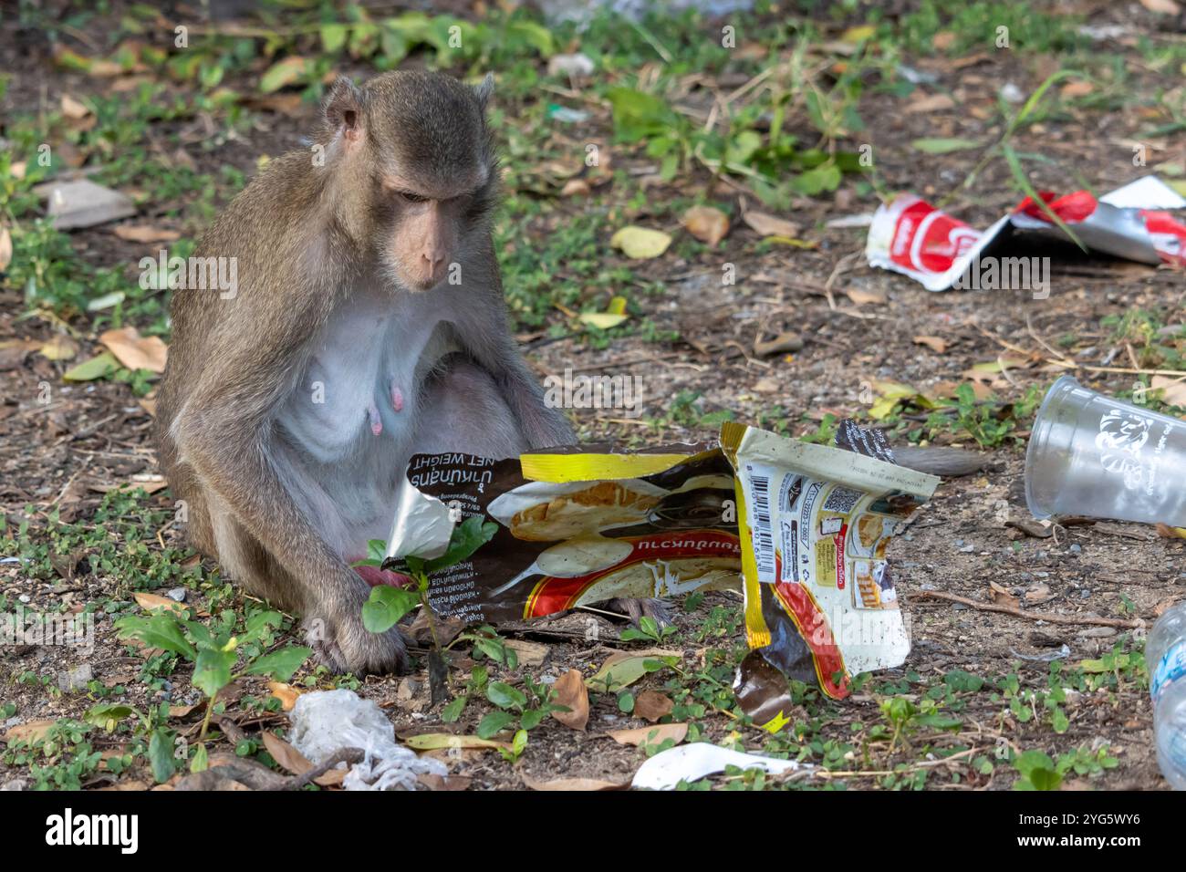 SAMUT PRAKAN, THAILAND, JUNE 21 2024, A macaque is looking for food from the garbage dumped out of the trash container Stock Photo