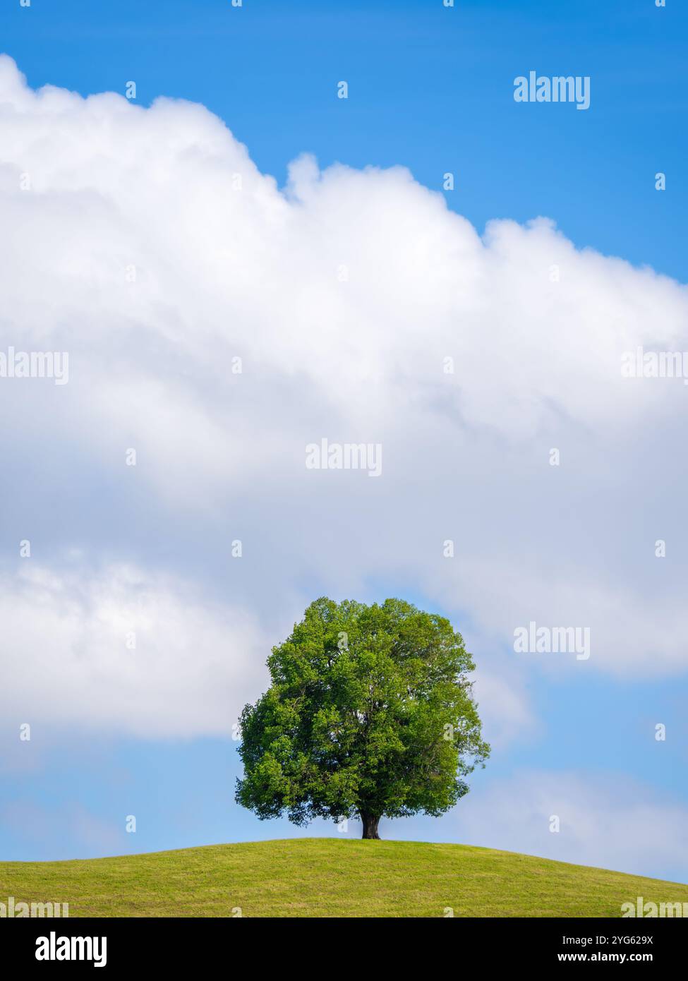 Drumlin hill with lonely tree under blue sky with a big cloud in summer ...