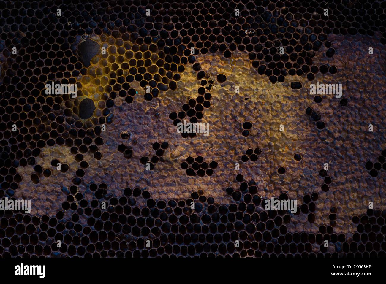 Black hexagon honeycomb bees hi-res stock photography and images - Alamy