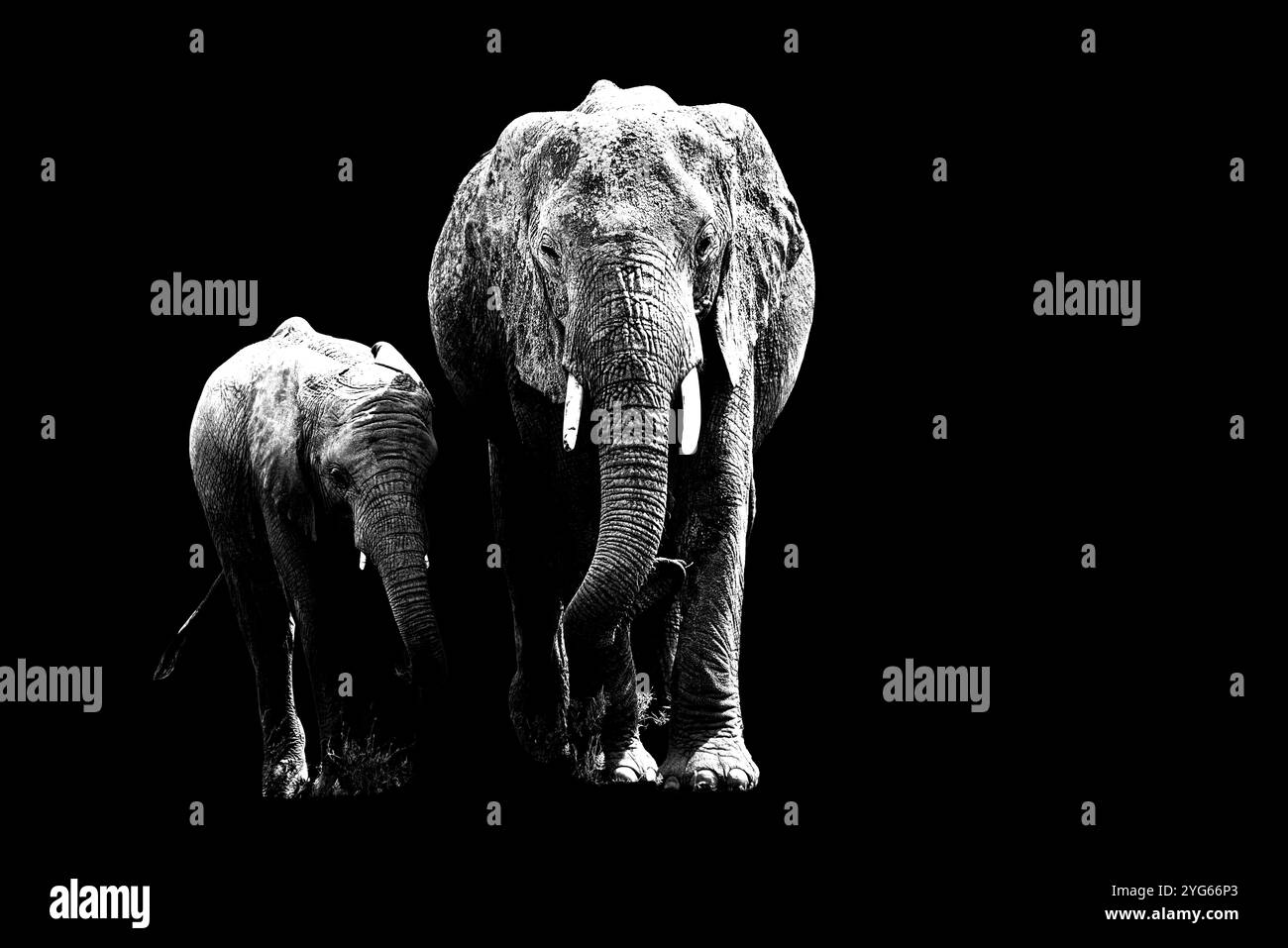 African mother elephant and her baby by her side, black and white, black background Stock Photo