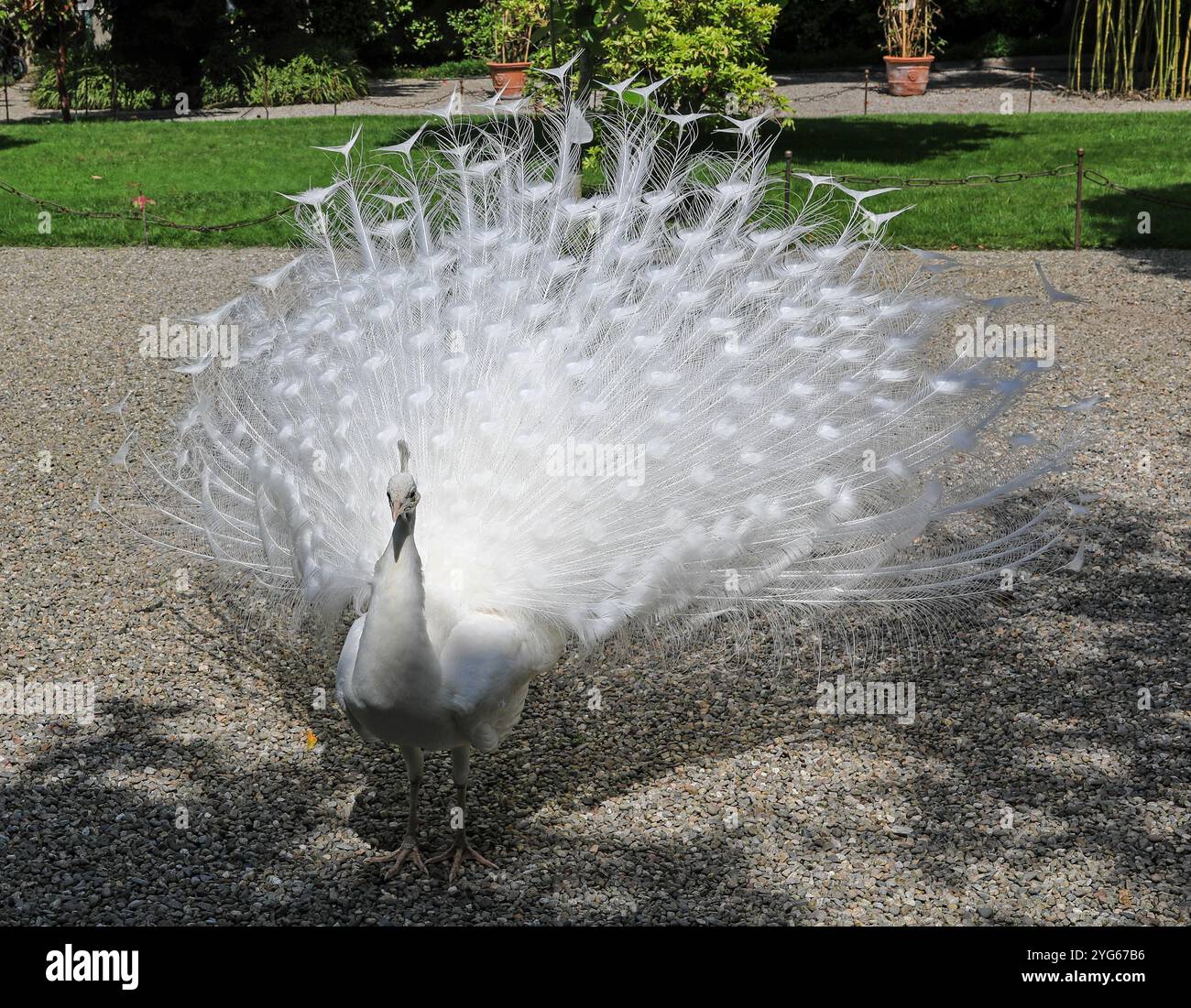 White peacock displaying its feathers, Isola Bella Island, Lake Maggiore in Northern Italy Stock Photo