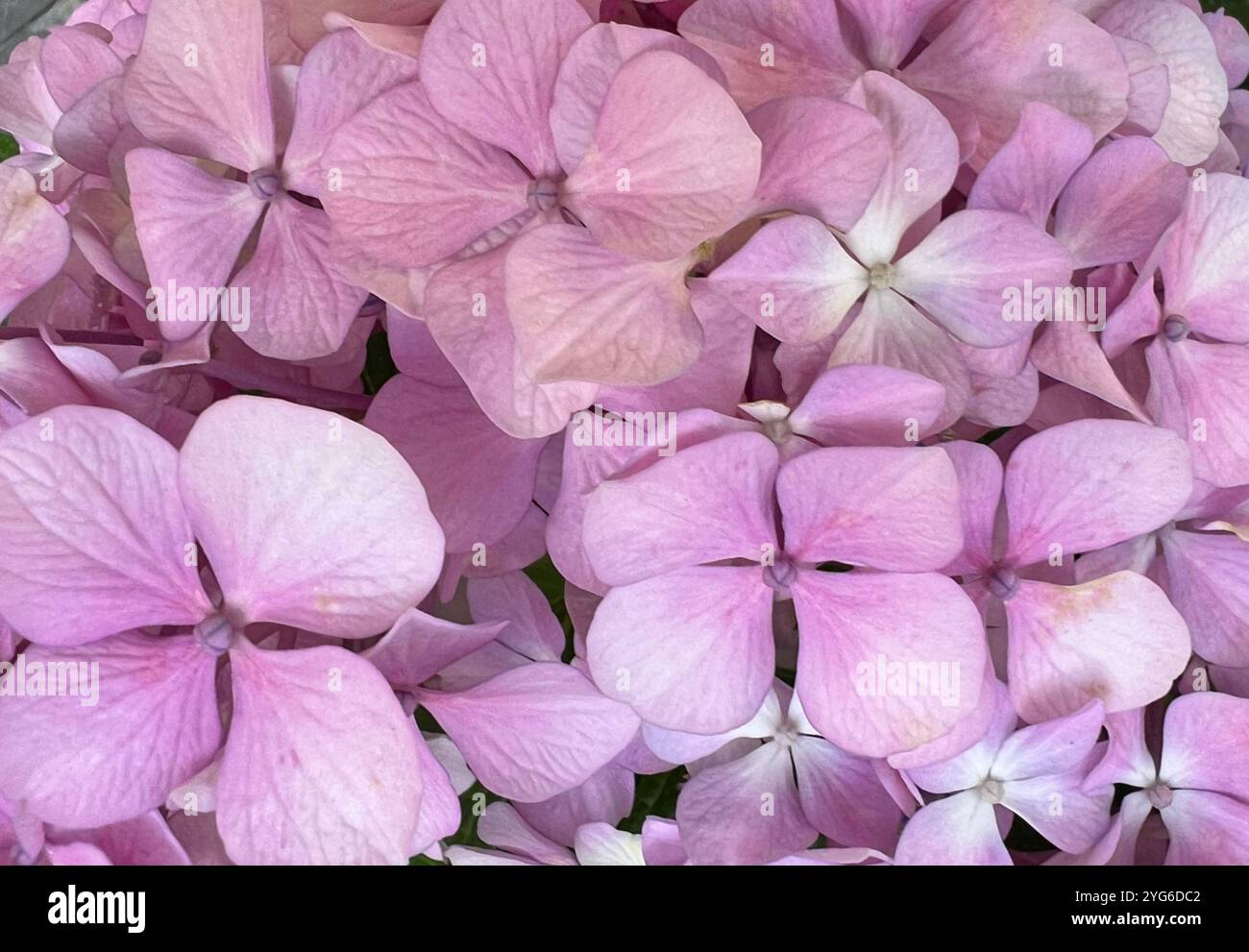 Pink and purple hydrangea with inflorescences and green leaves ...