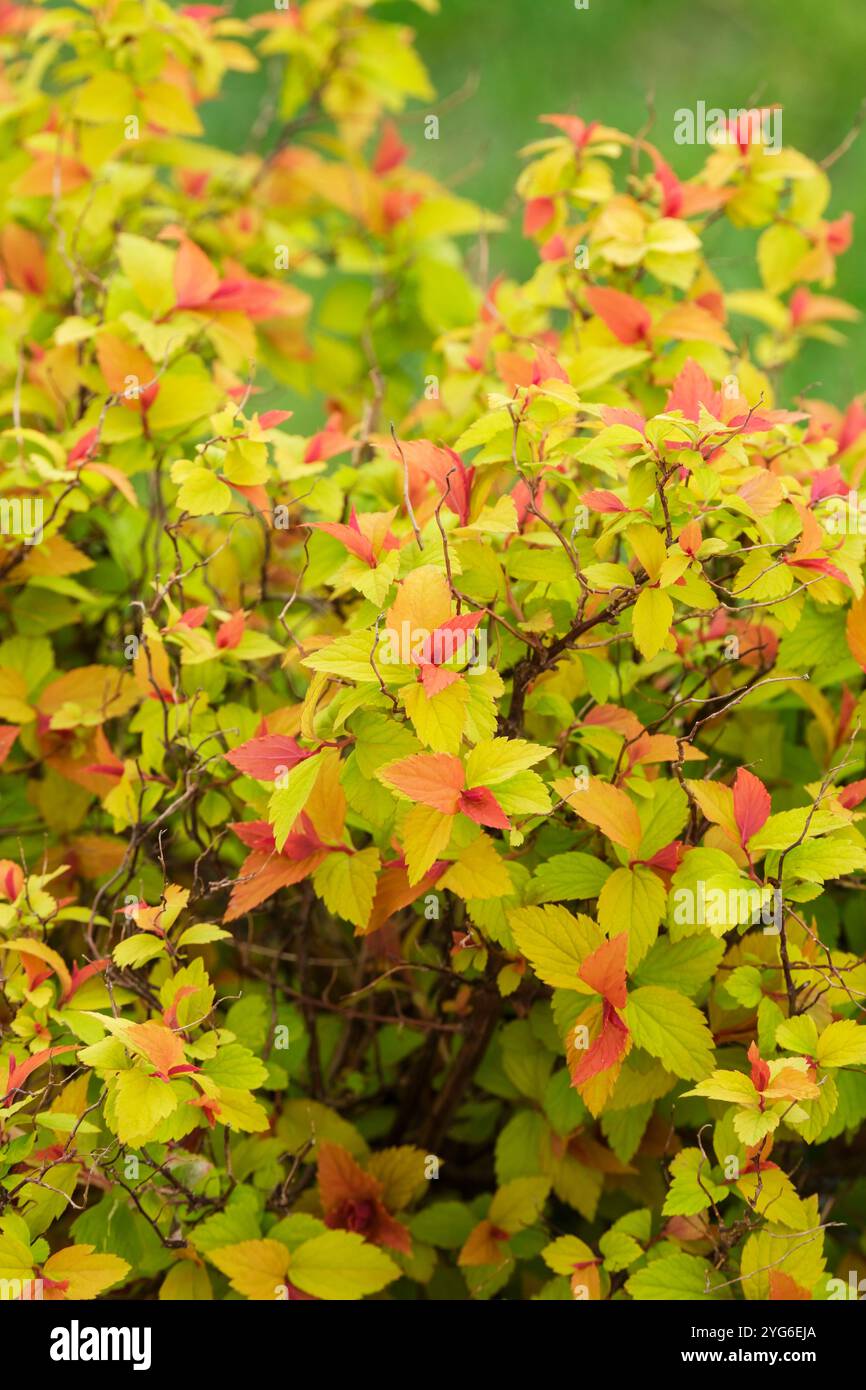 Spiraea japonica Walberton's Magic Carpet, Japanese Spiraea, red leaves in spring age to yellow over time Stock Photo