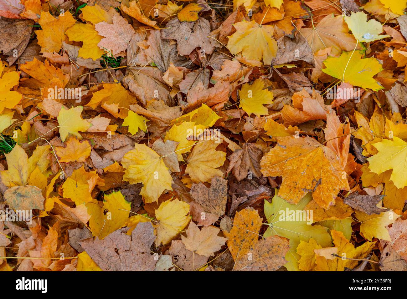 Yellow to golden brown hi-res stock photography and images - Alamy