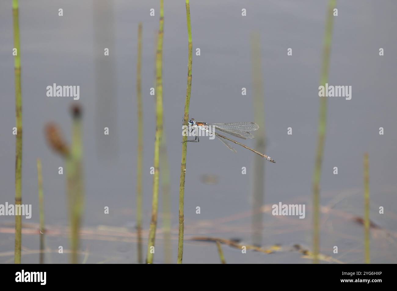 Emerald Damselfly or Common Spreadwing male - Lestes sponsa Stock Photo ...