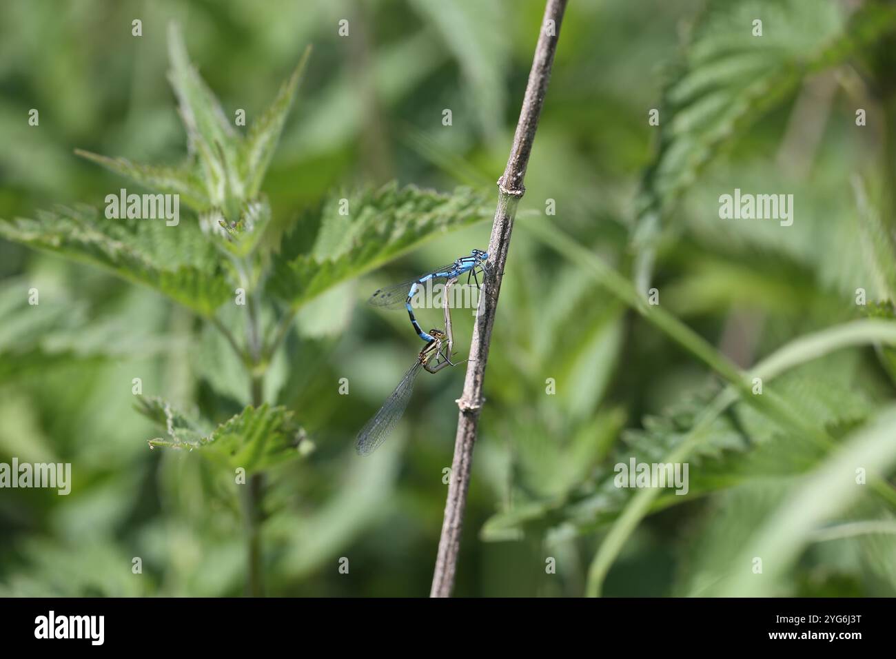 Common Blue Damselfly or Common Bluet mating pair - Enallagma ...