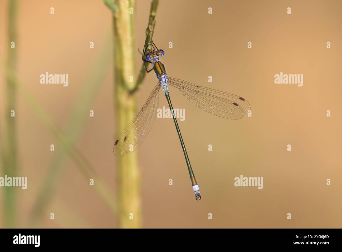 Emerald Damselfly or Common Spreadwing male - Lestes sponsa Stock Photo ...