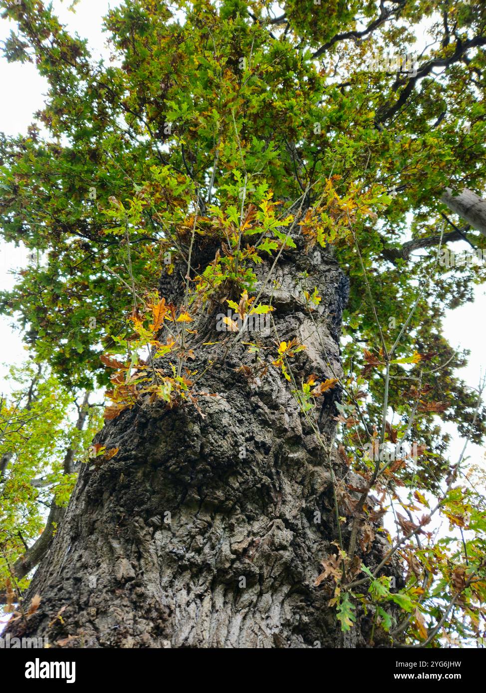 Portrait of autumnal fall tree with green and yellow leaves shot from below - Smartphone Captured Stock Image