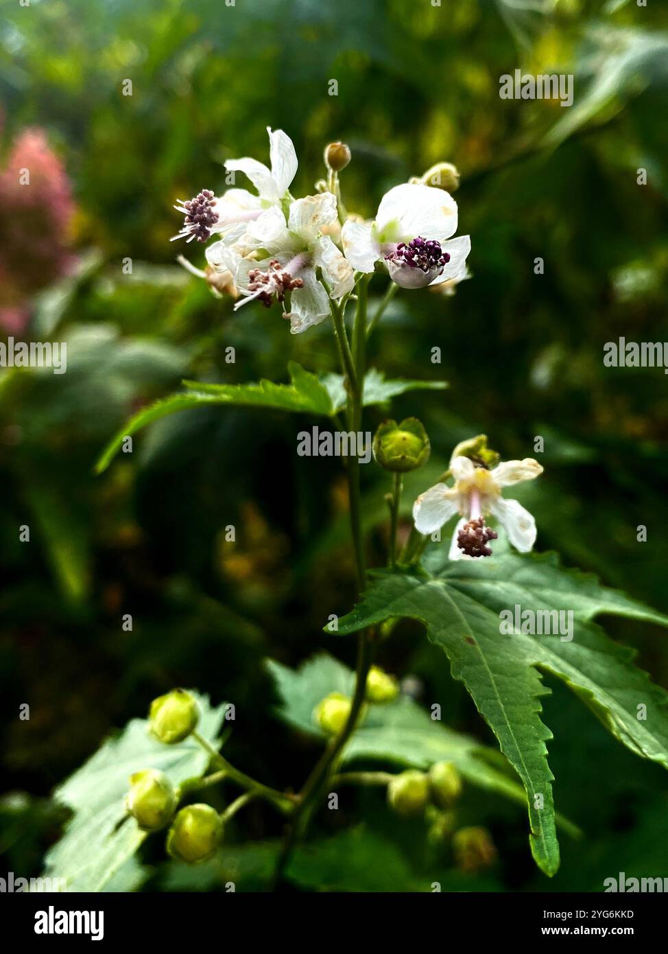 white flower called Eibisch - Smartphone Captured Stock Image