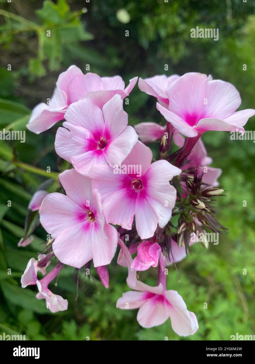 Stauden-Phlox - Smartphone Captured Stock Image