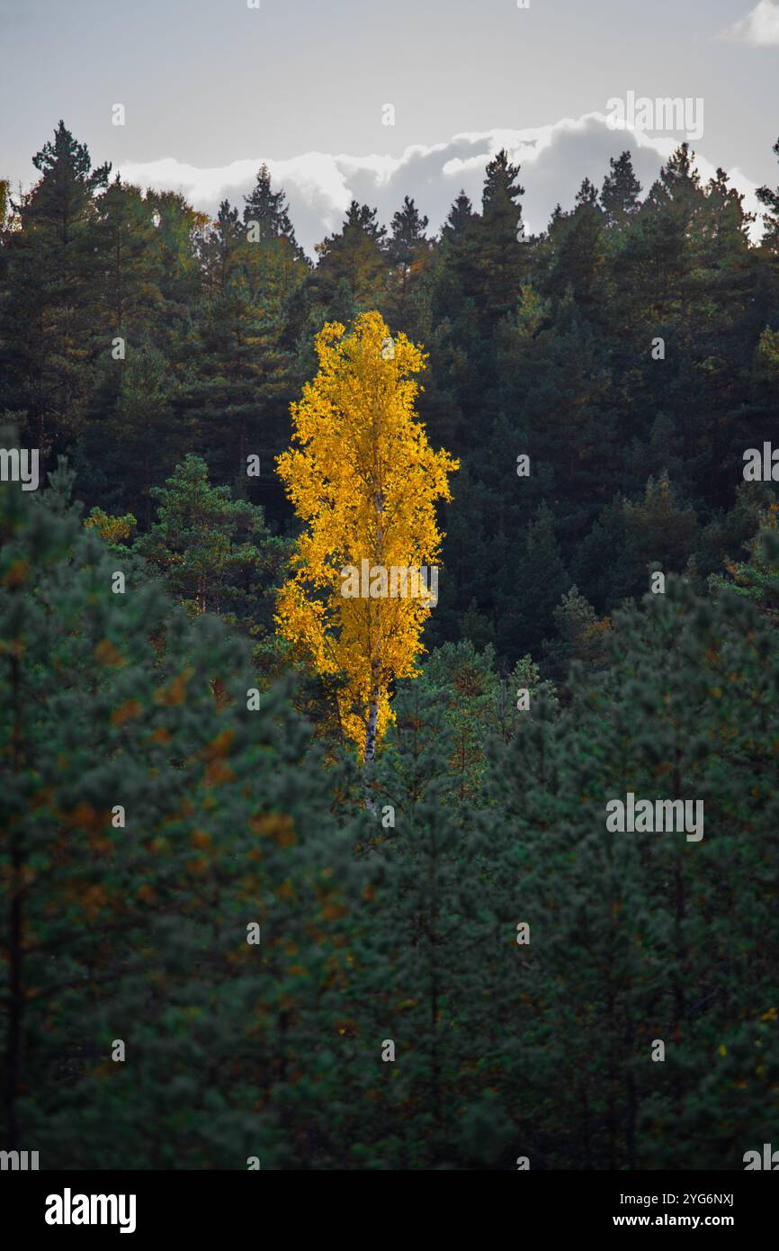 Lone birch tree in hi-res stock photography and images - Alamy
