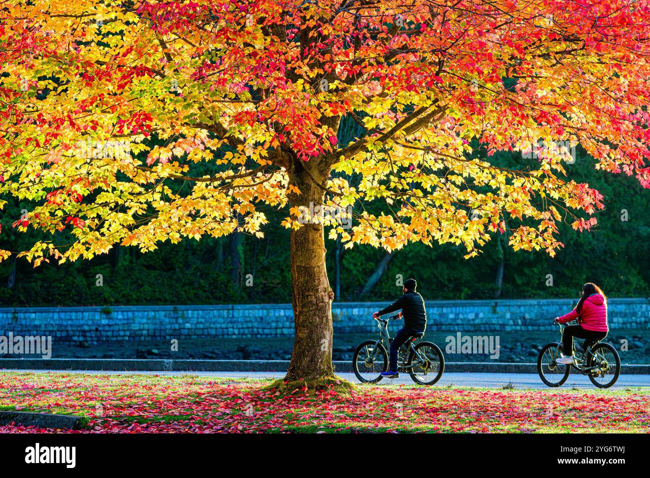 Cyclists, Fall colour, Seawall, Stanley Park, Vancouver, British Columbia, Canada Stock Photo