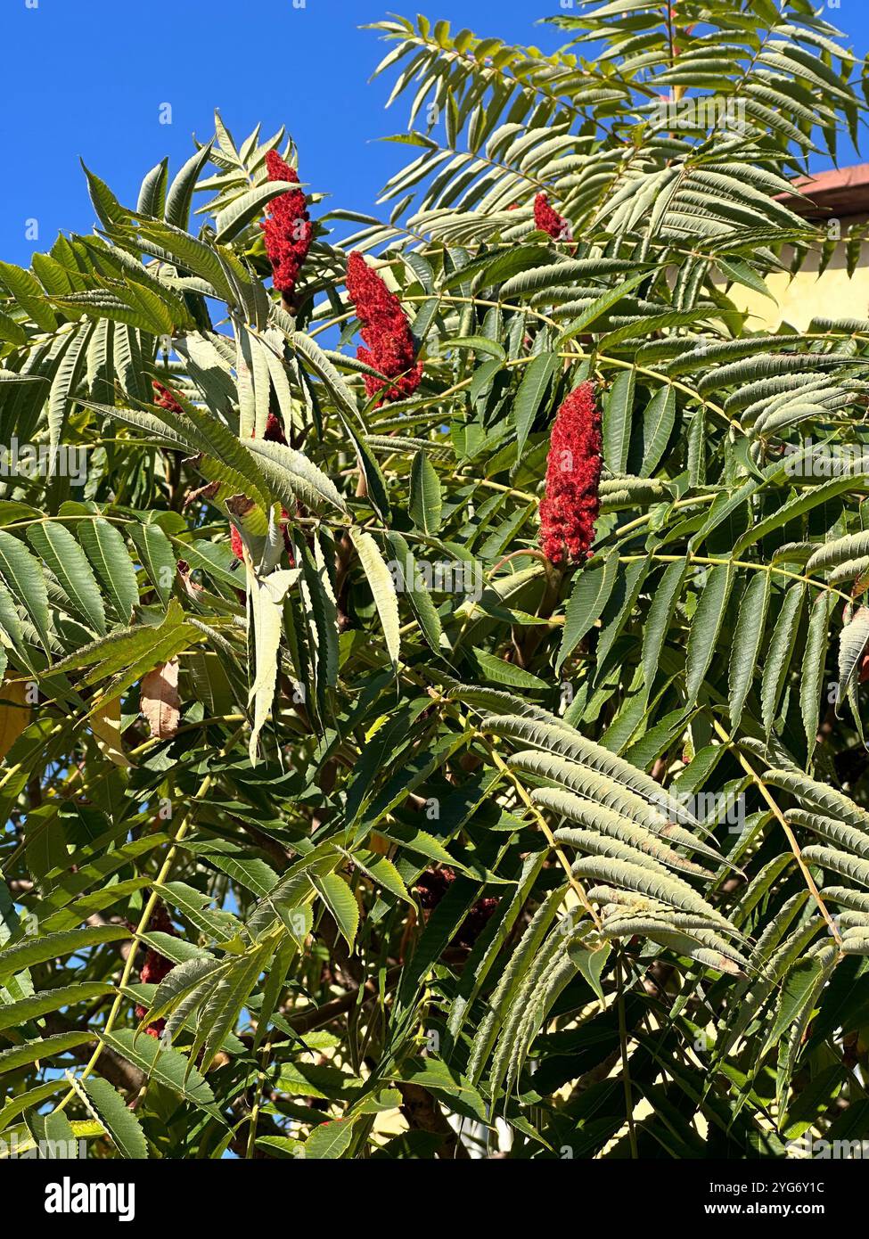 Beach 2 - Smartphone Captured Stock Image