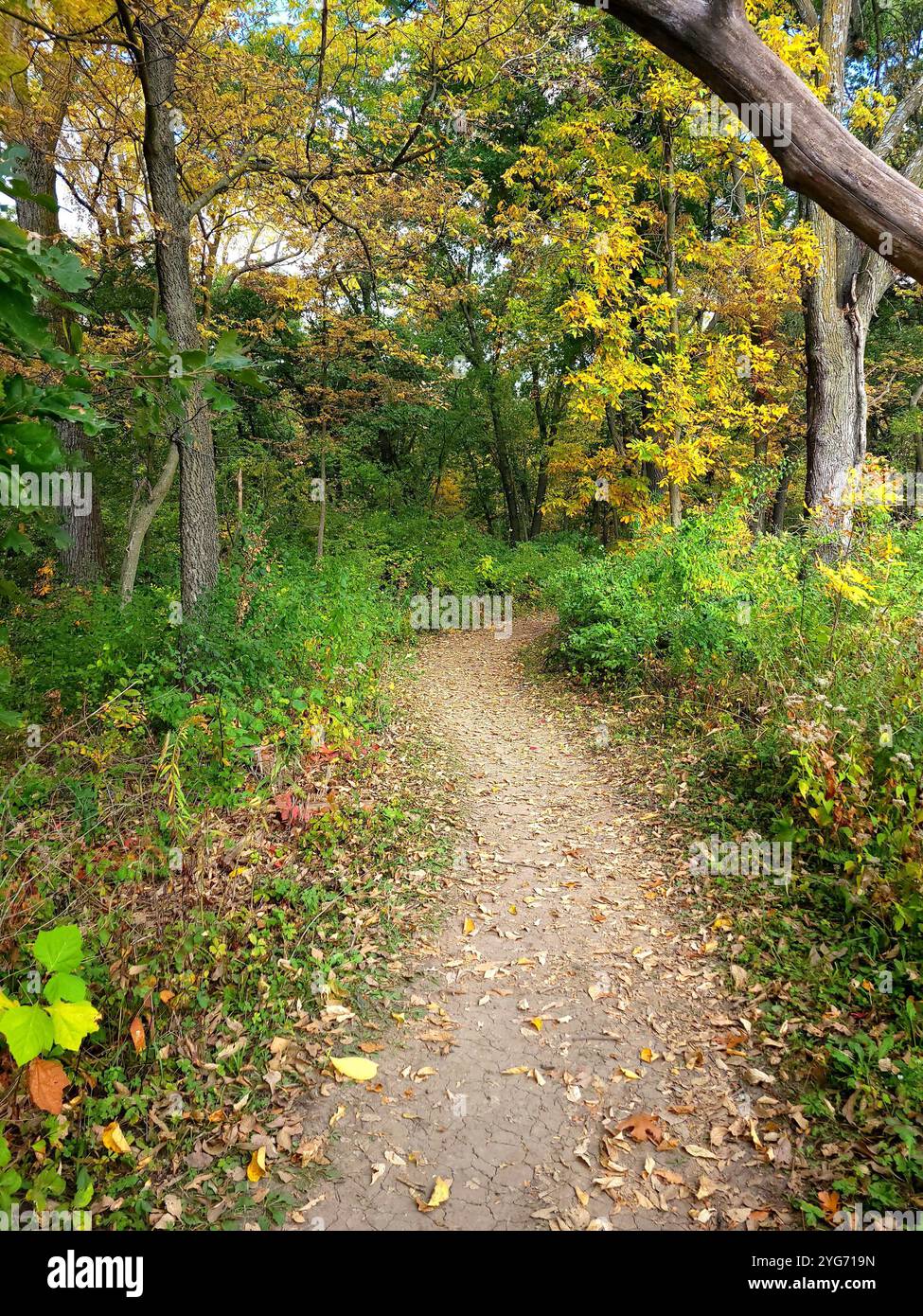 Winding Hiking Path in October - Smartphone Captured Stock Image