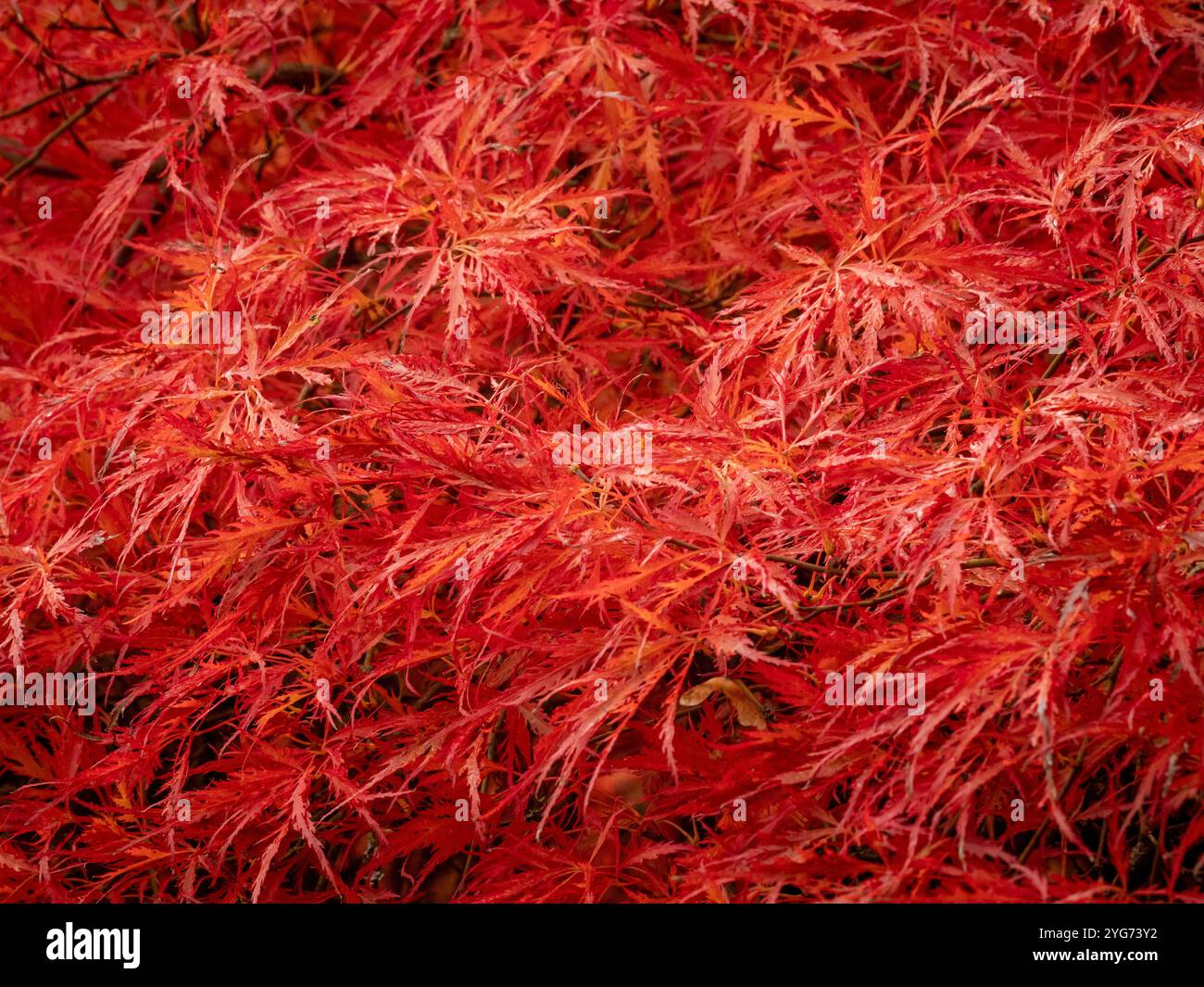 Acer palmatum atropurpureum tree hi-res stock photography and images ...