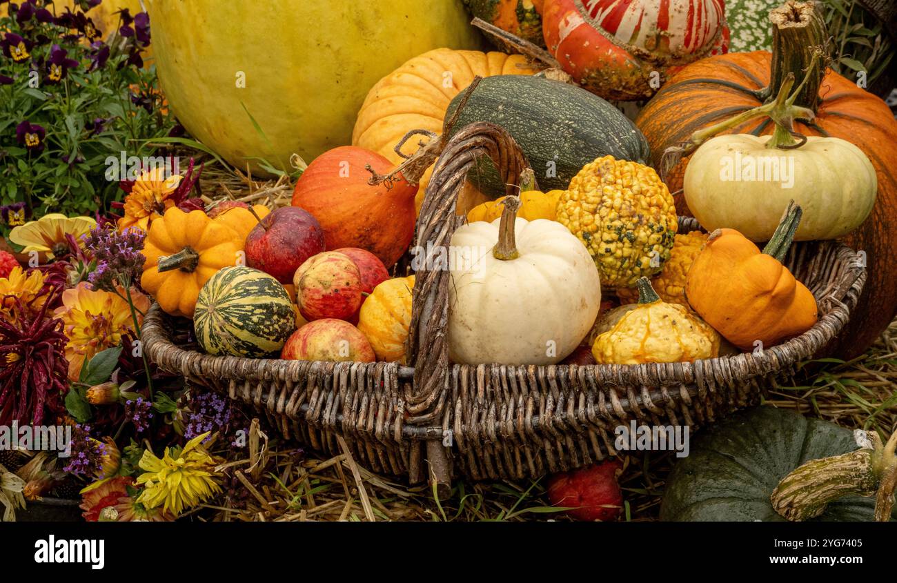 Wicker basket containing harvested squashes and apples. Stock Photo