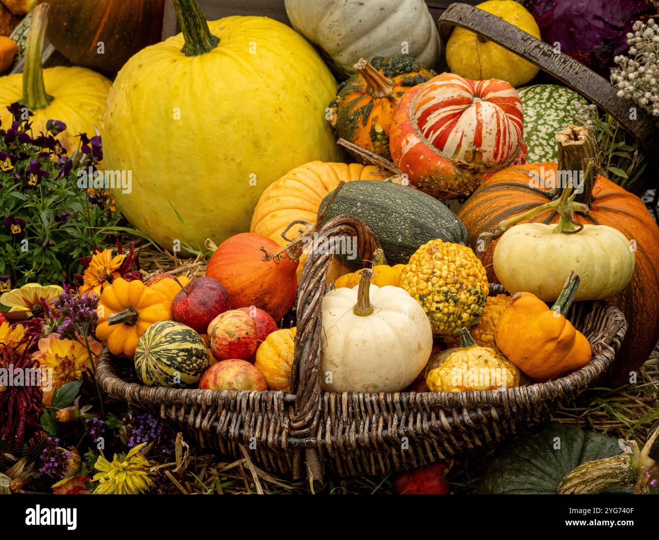 Wicker basket containing harvested squashes and apples. Stock Photo