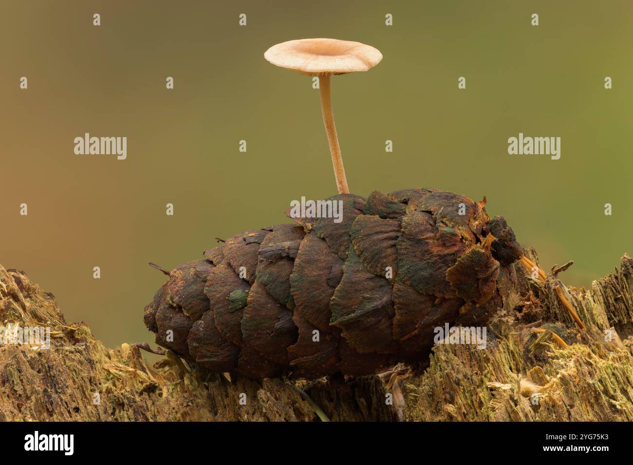 Hypha Tree Fungal mycelium hyphae tree hi-res stock photography and images - Alamy