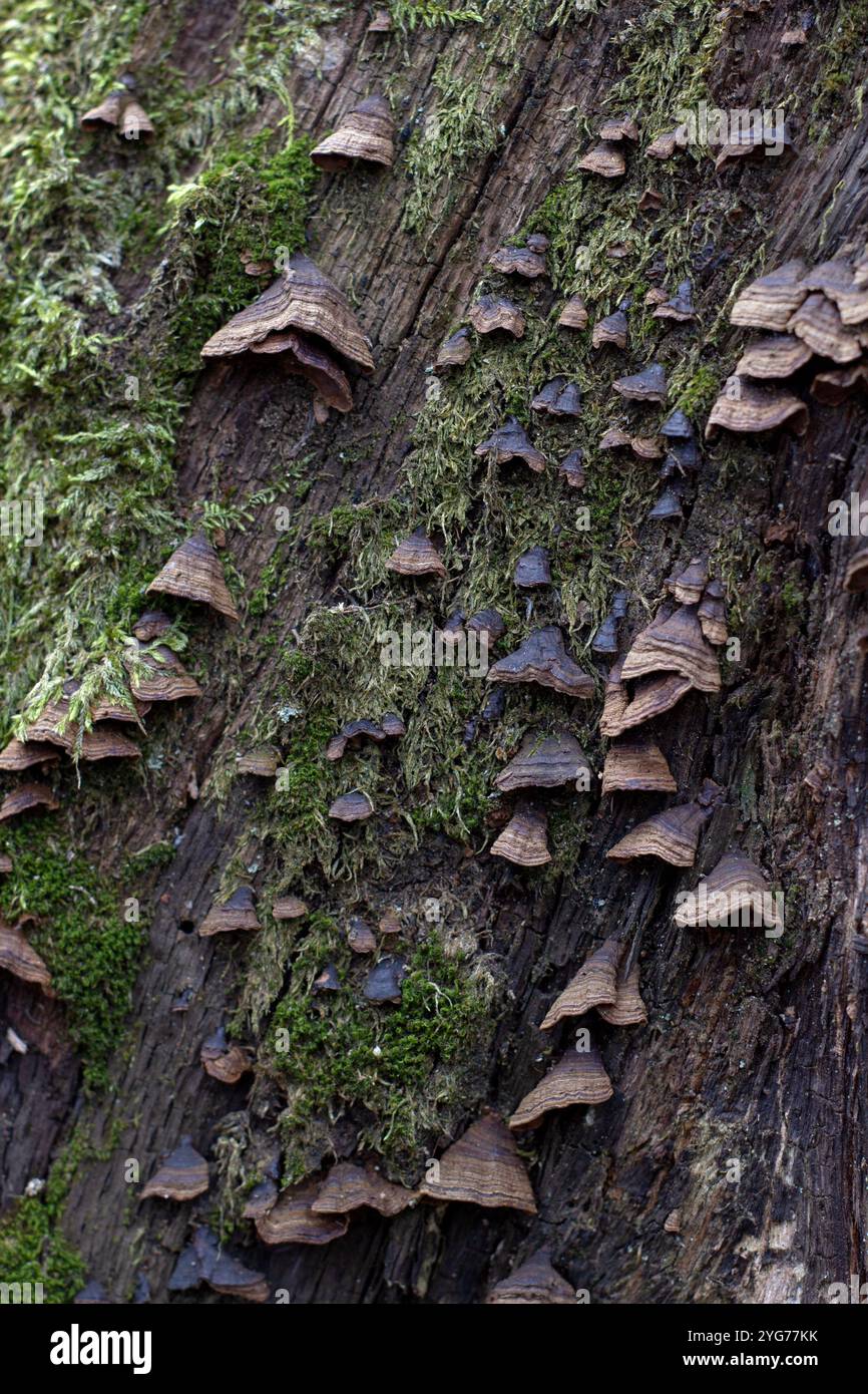 Funghi growing on trunk tree hi-res stock photography and images - Alamy