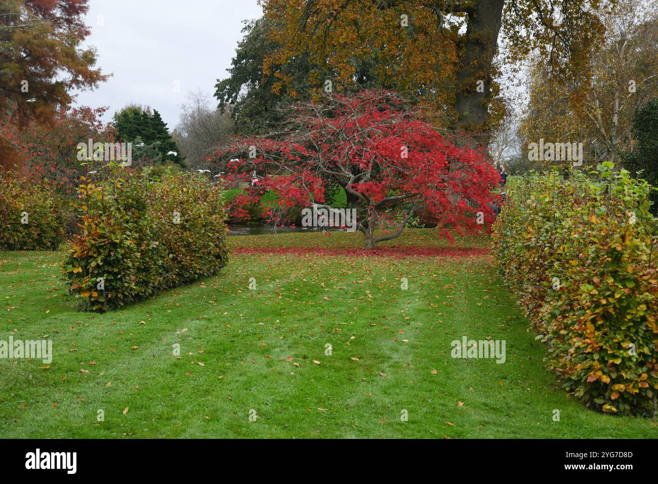 Acer palmatum in autumn Stock Photo