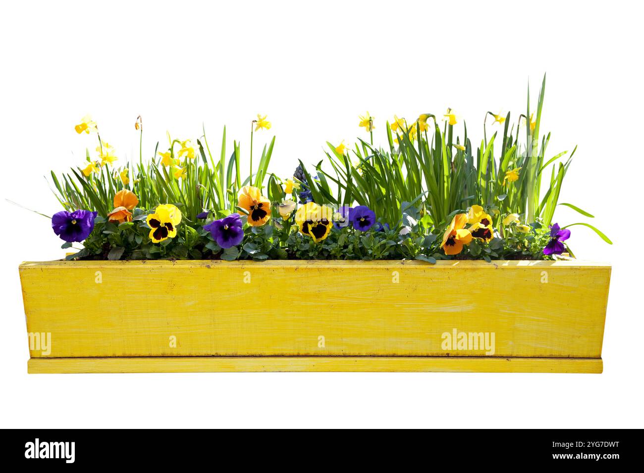 Yellow flowerpot with daffodils isolated over white background Stock Photo