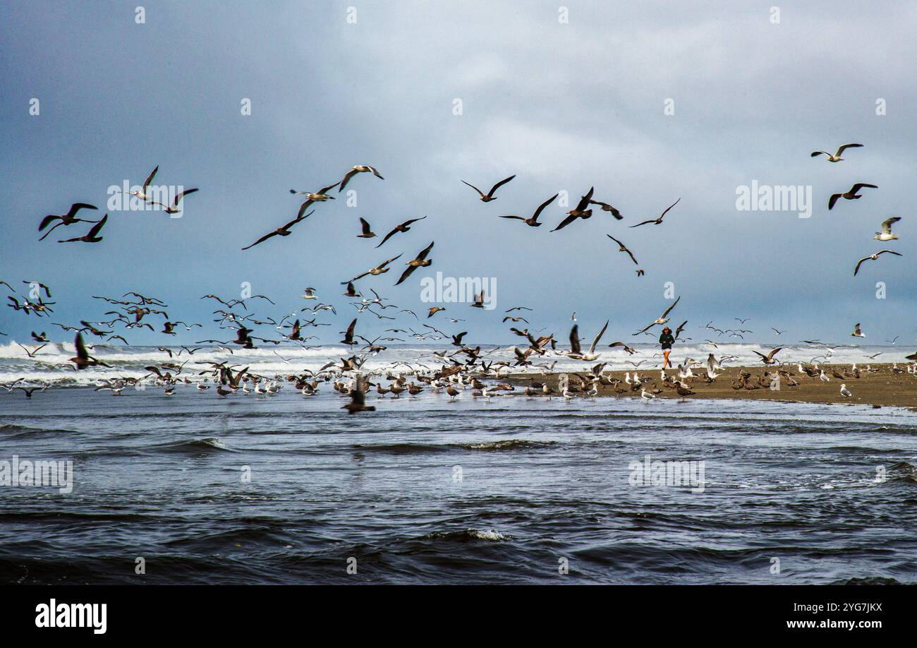 Two women walk among a large flock of seagulls on the Olympic Peninsula in Washington State. USA Stock Photo
