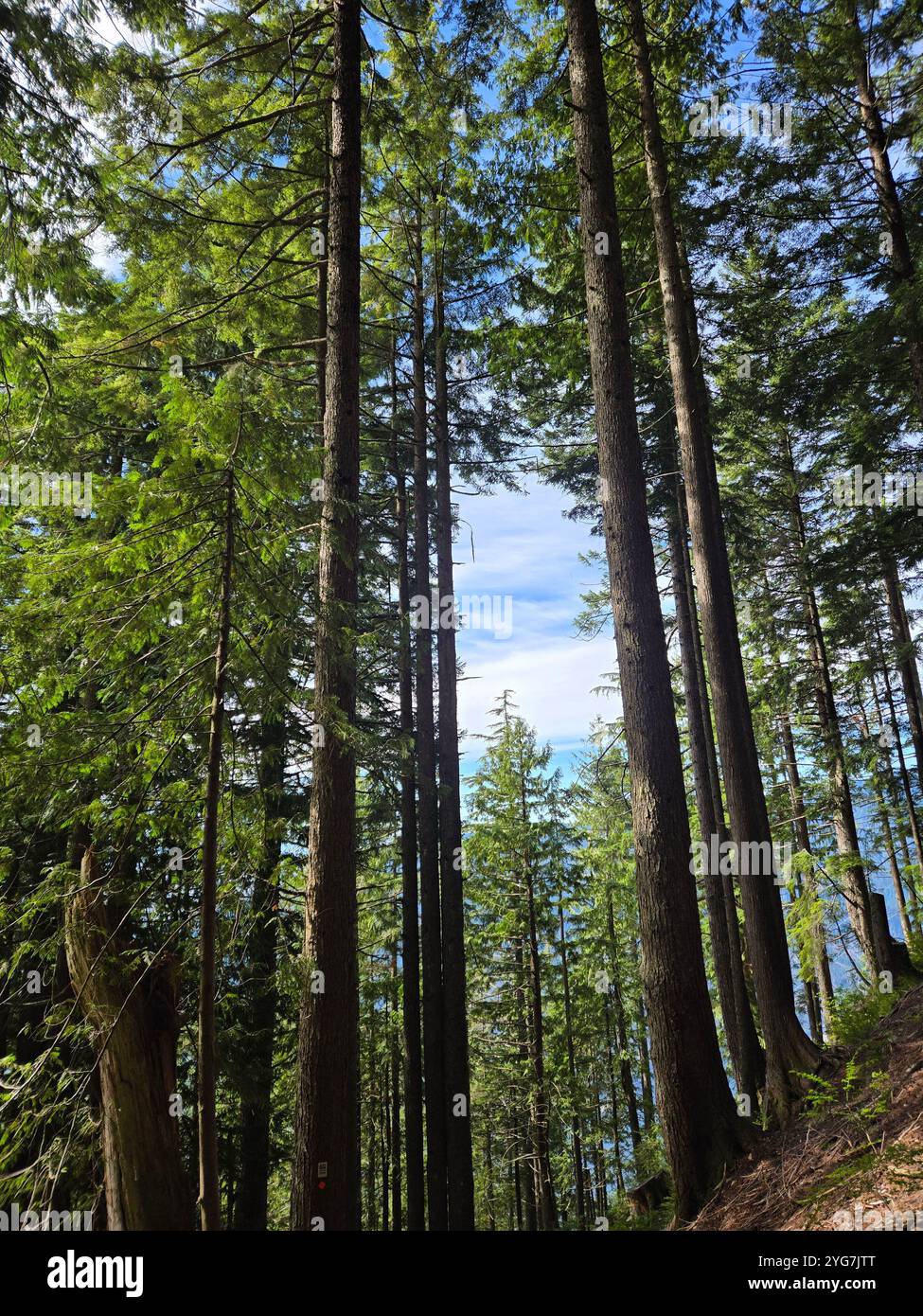 Amazing view from Canadian mountains - Smartphone Captured Stock Image
