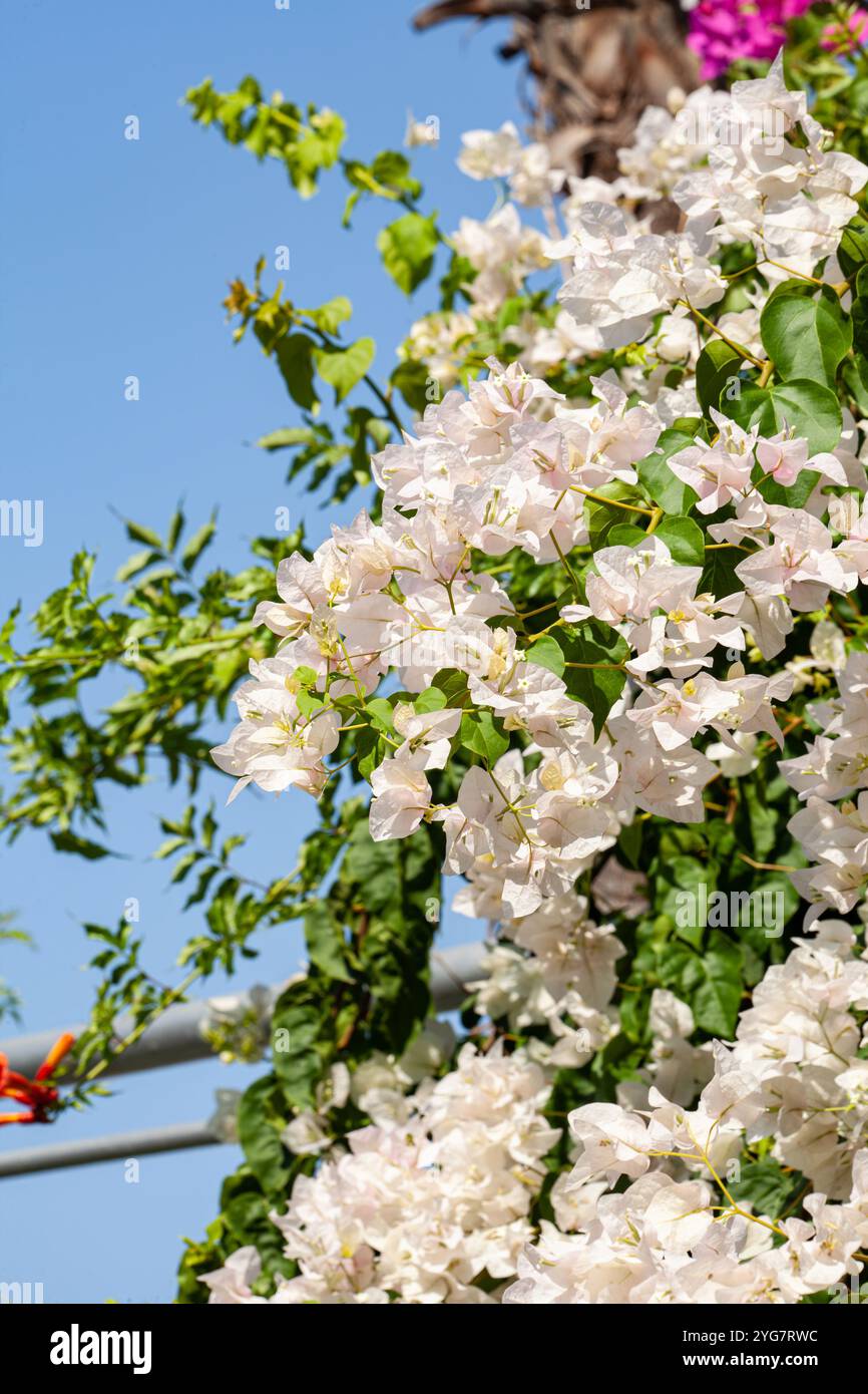 Flowers on the plot near the house of different colors. Stock Photo