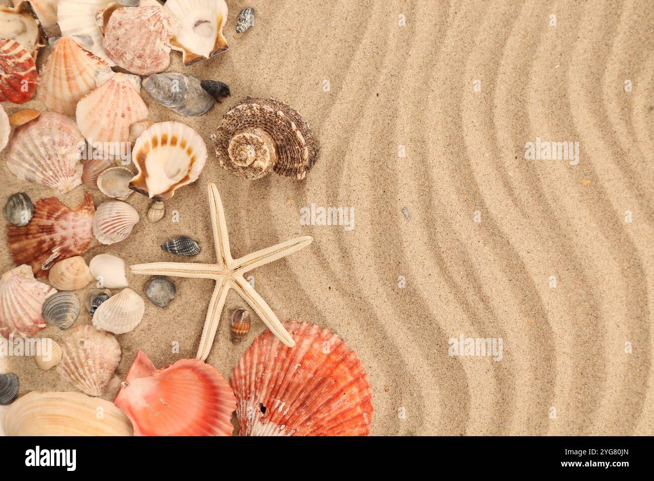Five sea shells on the beach hi-res stock photography and images - Alamy