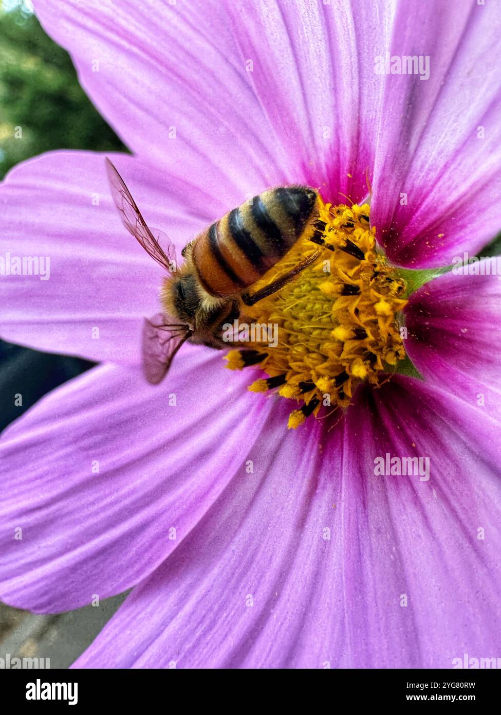 Bee on Cosmo - Smartphone Captured Stock Image