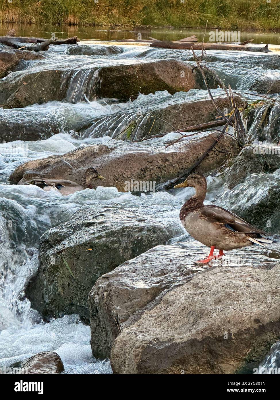 Mallard Couple in Cherry Creek - Smartphone Captured Stock Image