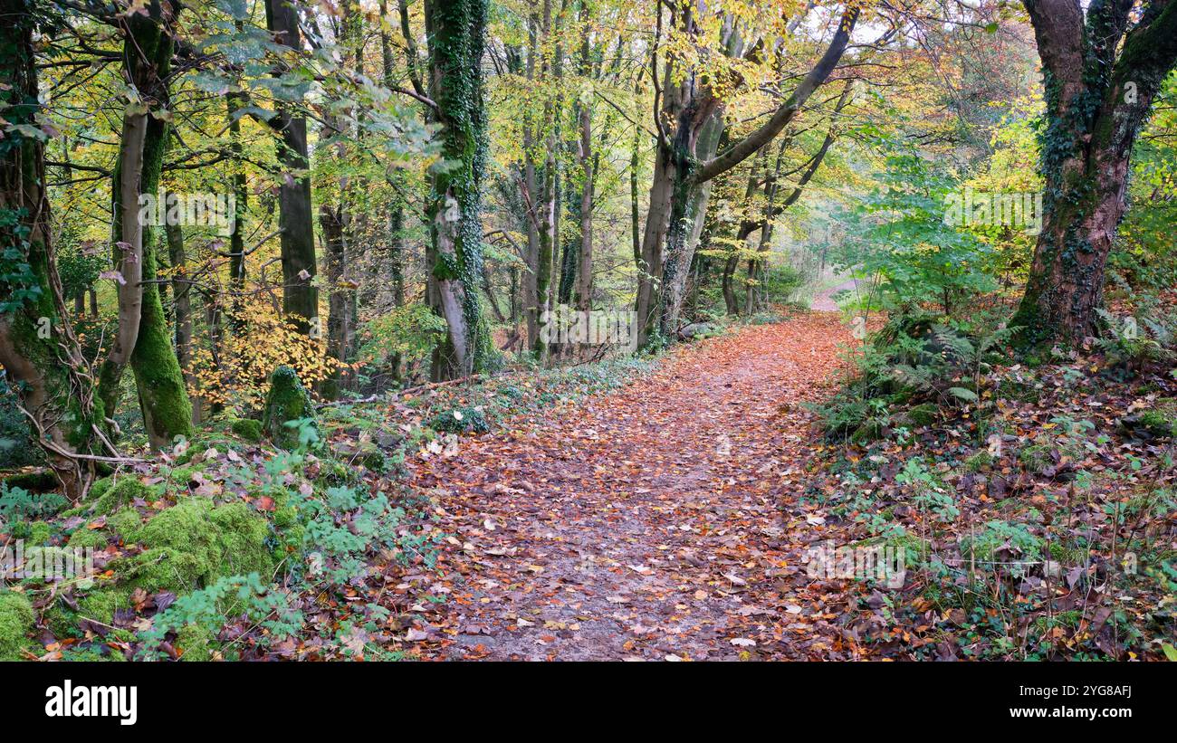 Autumn Woodland Path Stock Photo - Alamy