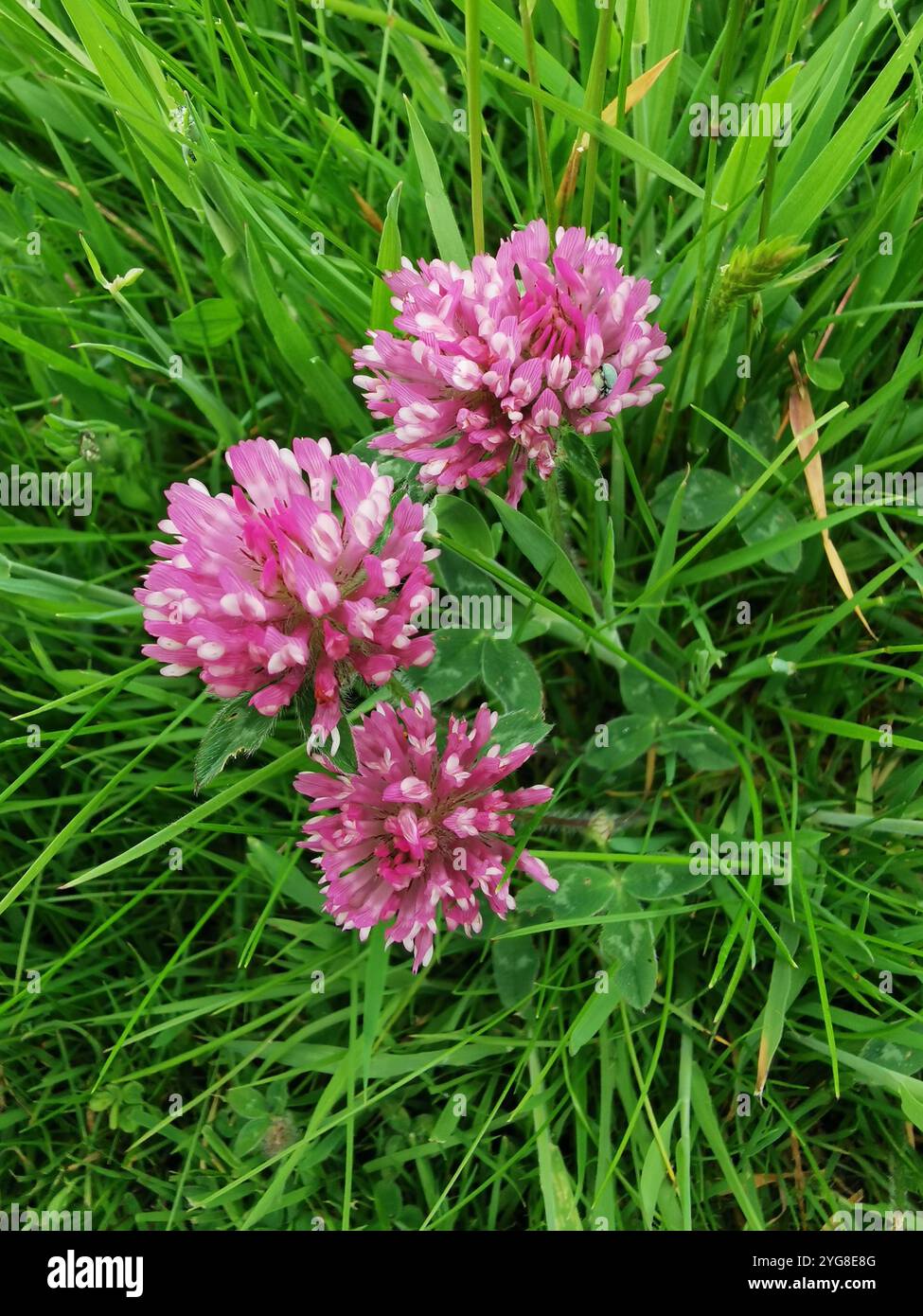 Nature - Smartphone Captured Stock Image