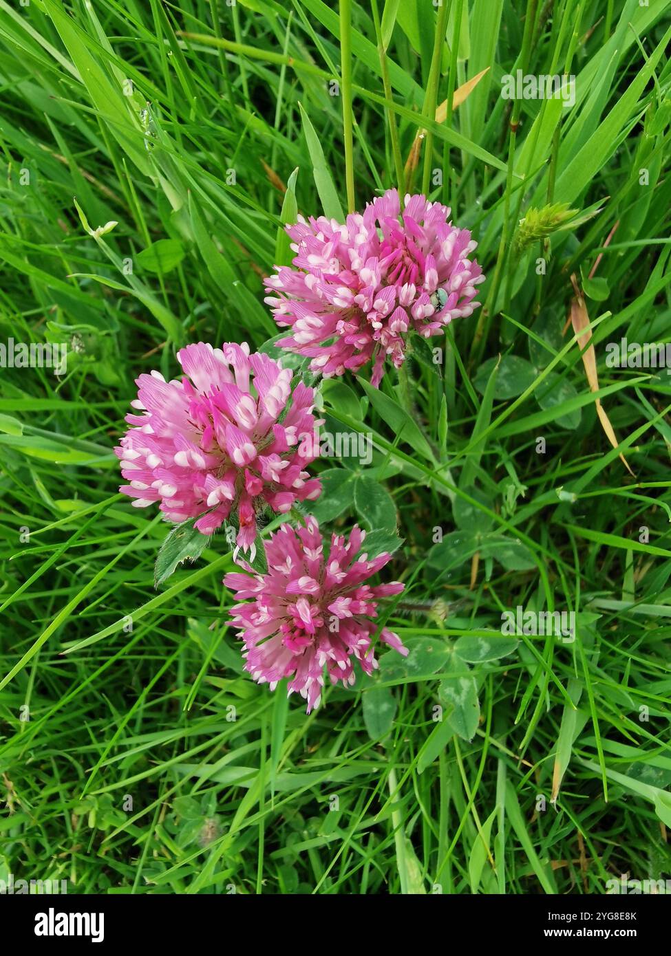 Nature - Smartphone Captured Stock Image