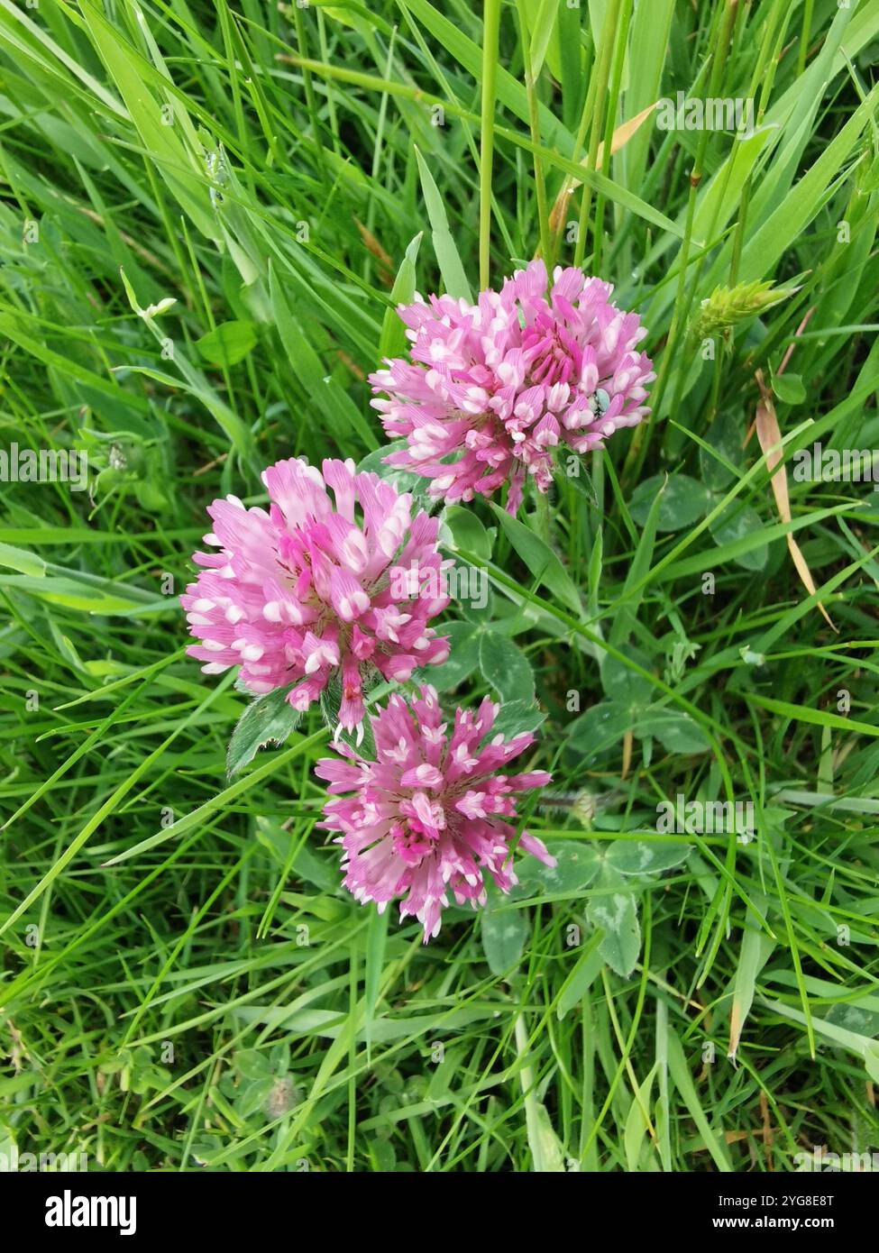 Nature - Smartphone Captured Stock Image