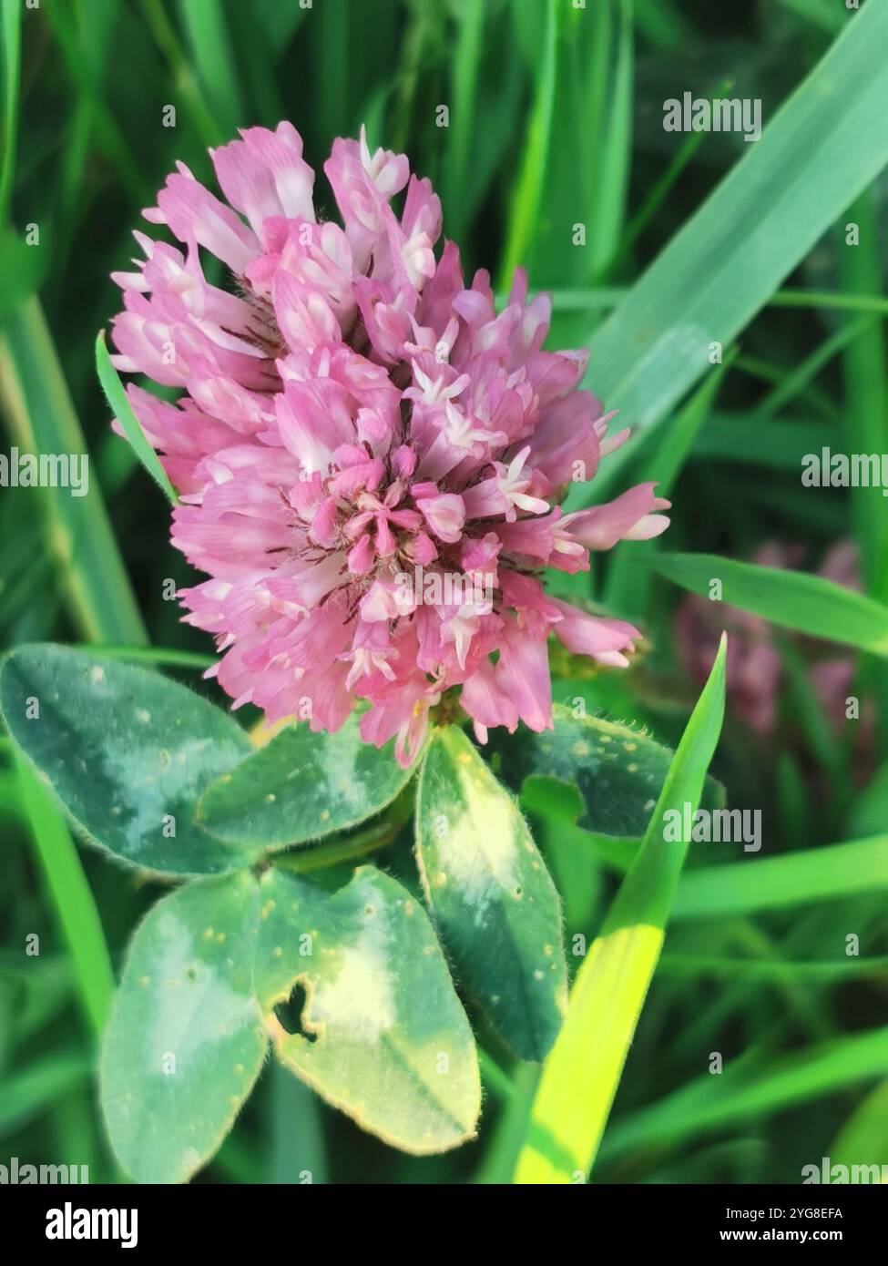 Nature - Smartphone Captured Stock Image