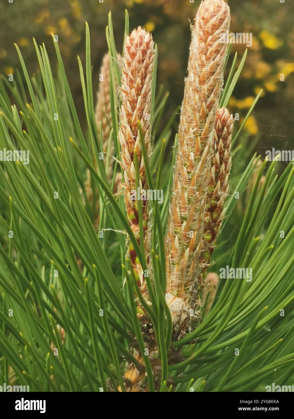 Nature - Smartphone Captured Stock Image