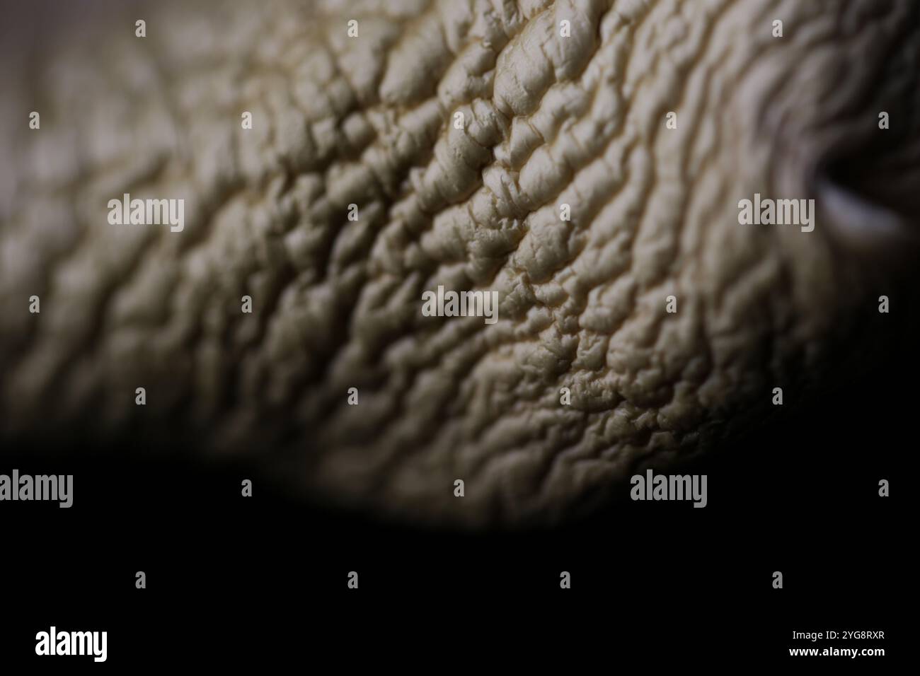 Texture Champignon Champignon texture hi-res stock photography and images - Alamy