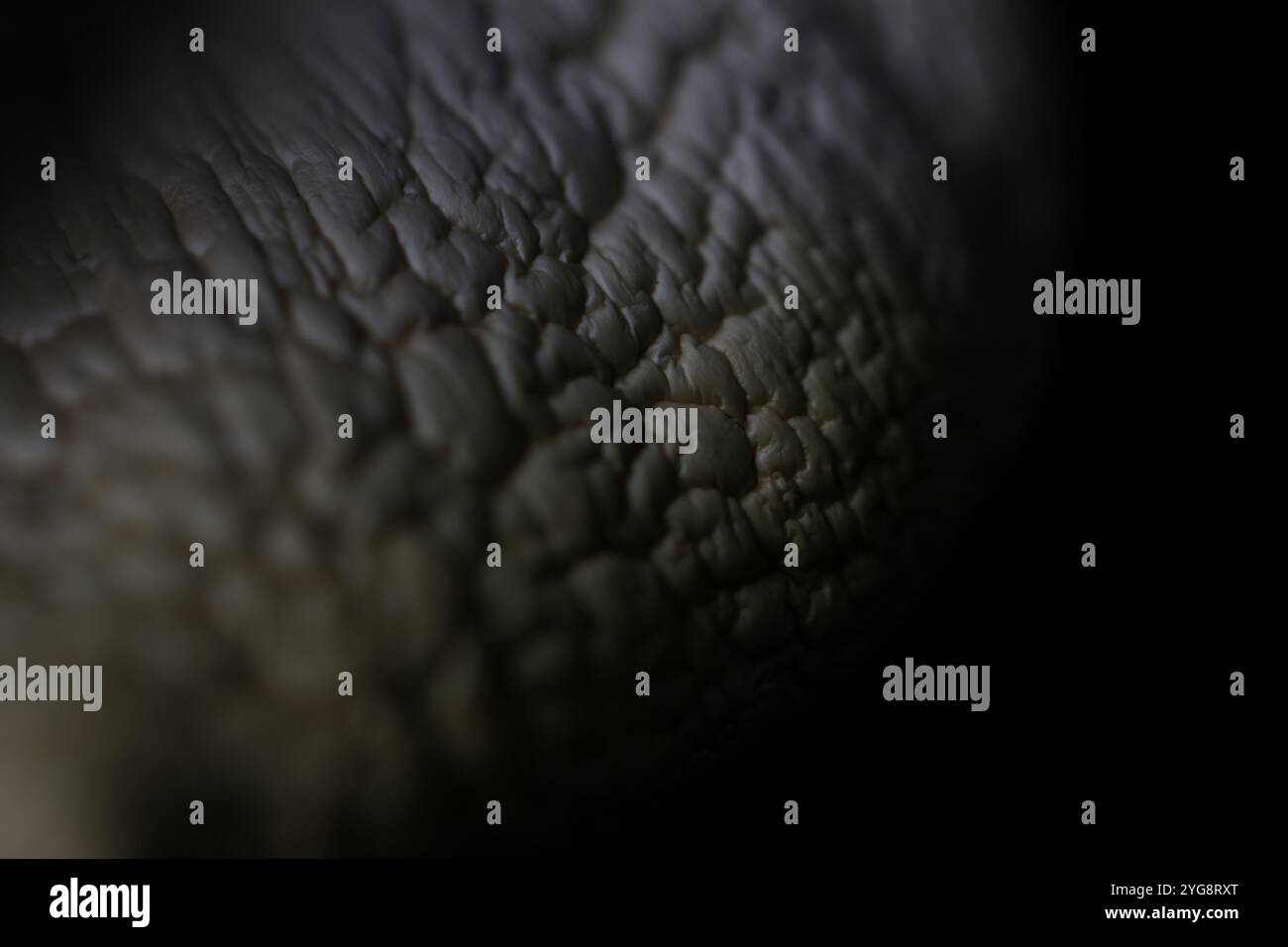 Texture Champignon Champignon texture hi-res stock photography and images - Alamy