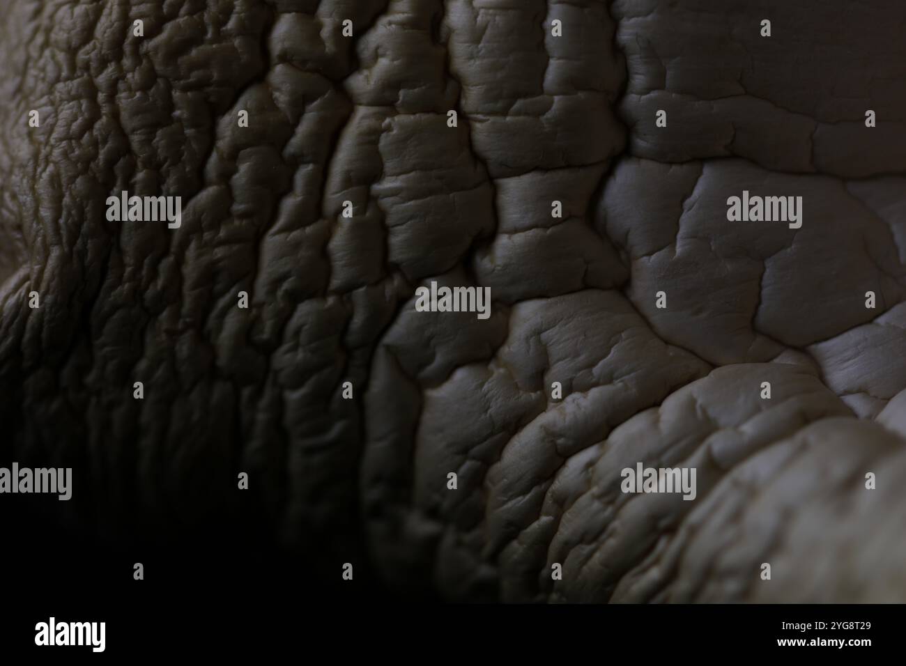 Texture Champignon Champignon texture hi-res stock photography and images - Alamy