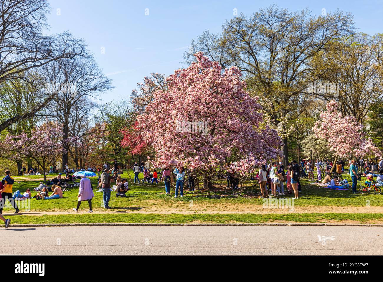 Spring Central Park Spring blossoms in central park hi-res stock photography and images - Alamy