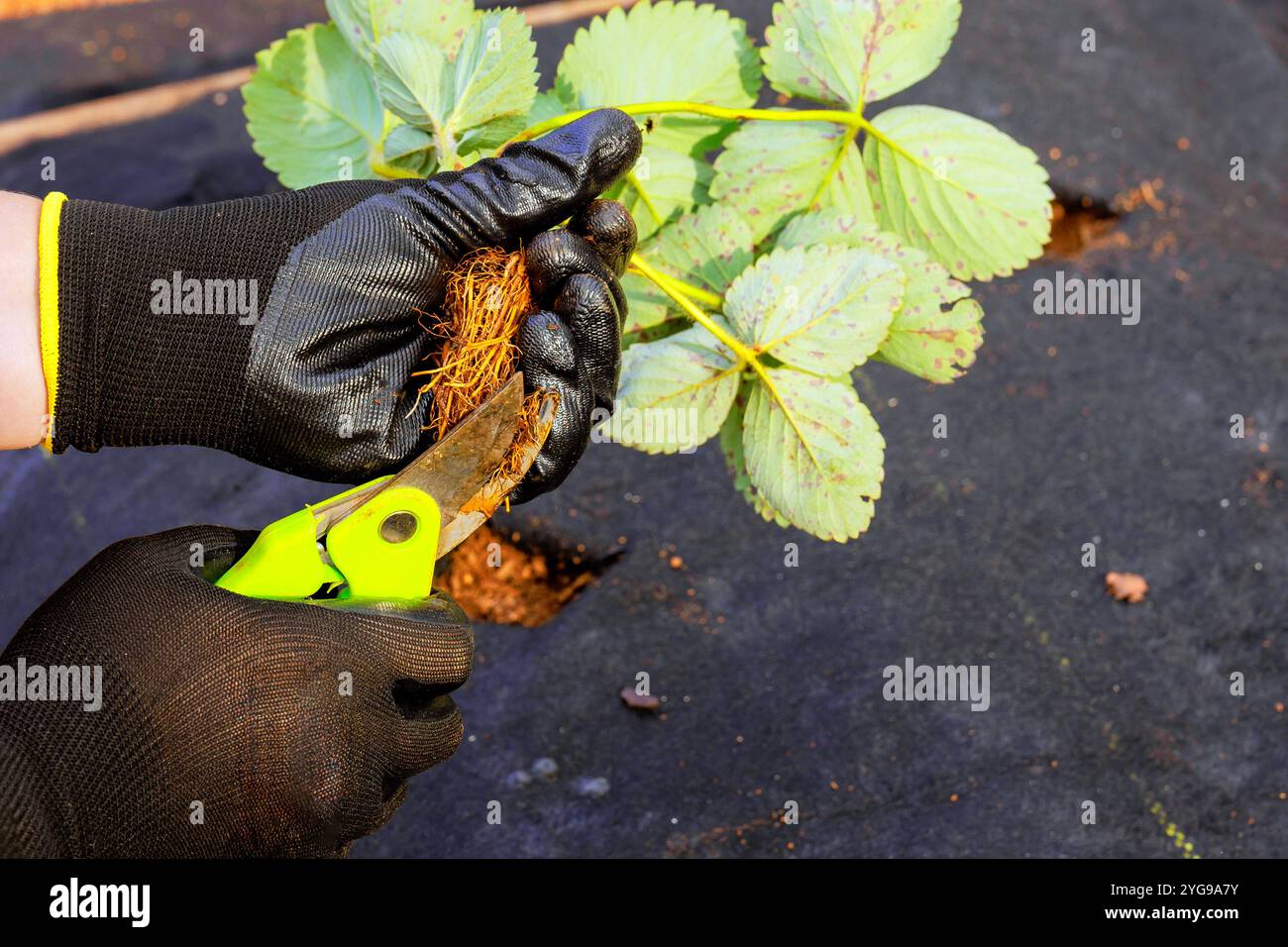 Strawberry bush is prepared for planting by gardener wearing gloves who ...