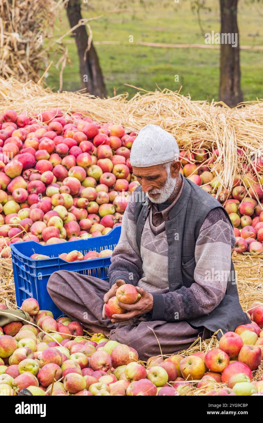 Raiyar Beruwa, Khan Sahib Tehsil, Jammu and Kashmir, India. Packing freshly picked apples. Stock Photo