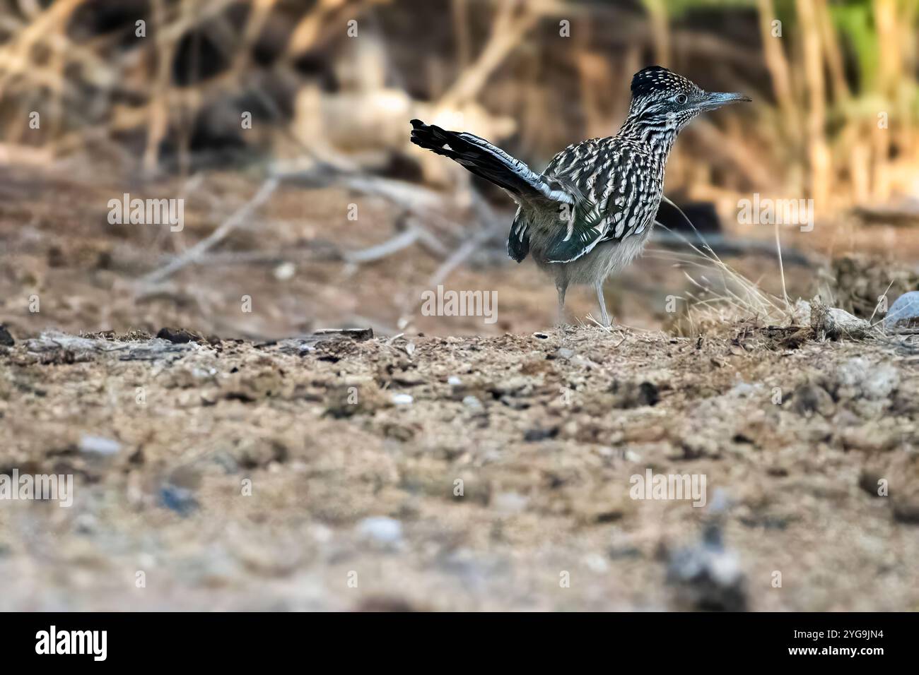 Taking a look around hi-res stock photography and images - Alamy