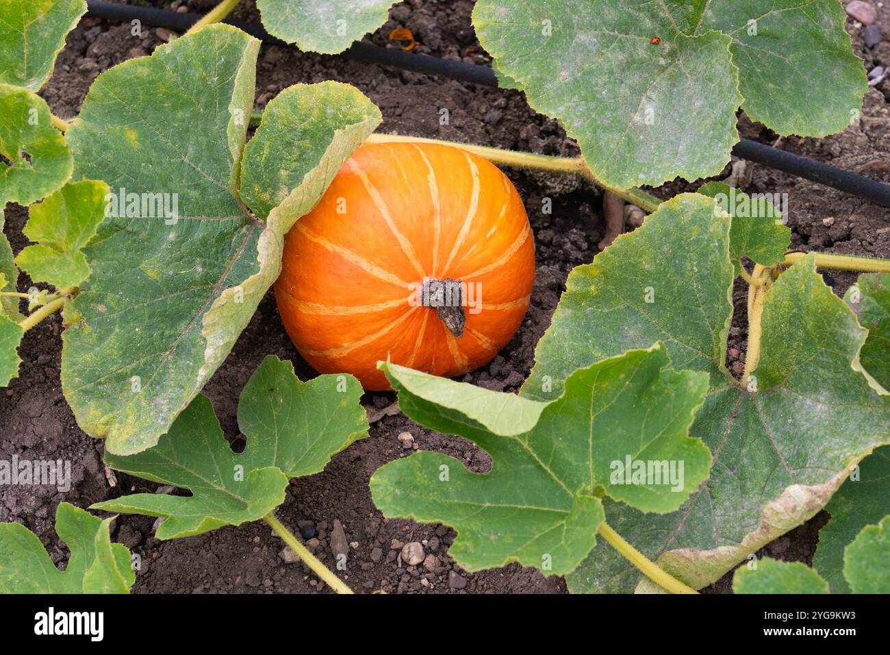 Uchiki Kuri (Cucurbita pepo) winter squash (also known as Red Kuri or ...